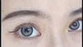 BLACK SWAN GREY KOREAN SERIES 14.5 DIAMETER